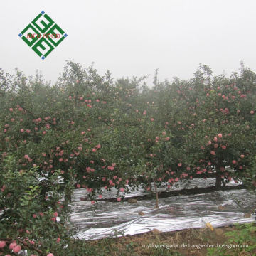 Chinesischer Granny Smith Apfel frischer Apfel für wholesalesale